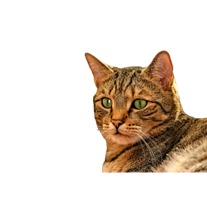 A Detailed Portrait Of A Tabby Cat With Green Eyes And A Blurred Outdoor Background. 16743 - Cat PNG image with transparent background